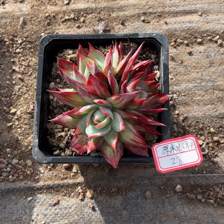 原***玲惊鸿仙子多肉3头，，，，，