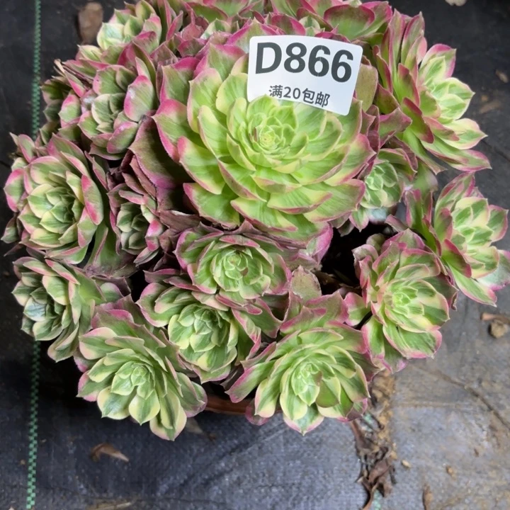 瑞妈一物一拍866