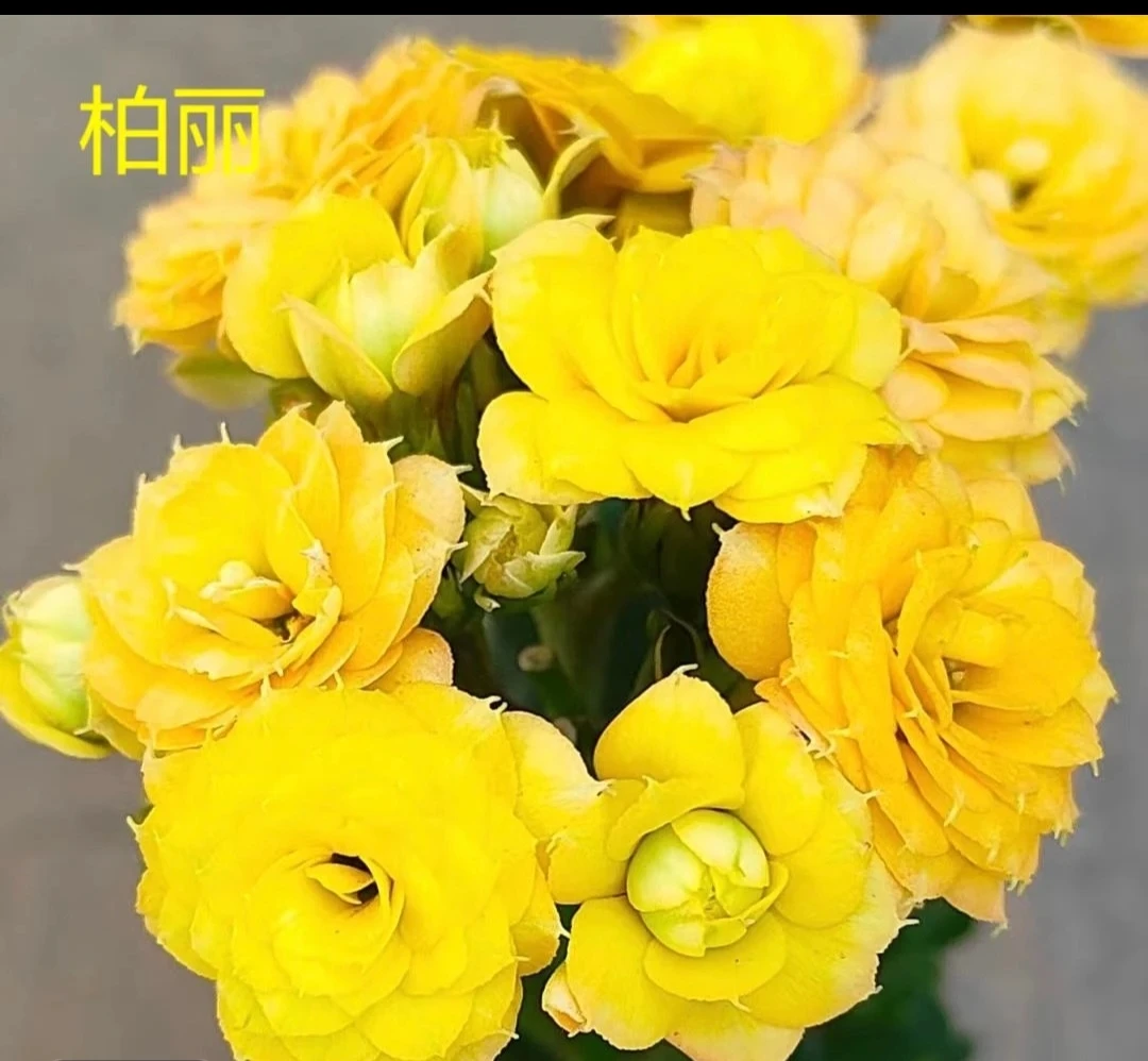 长寿花金黄色重瓣大花【柏丽80小盆】带花苞发货