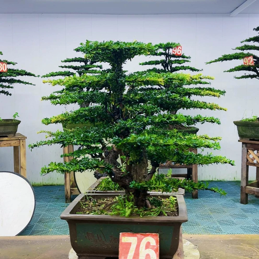 【闪购商品】无花朵