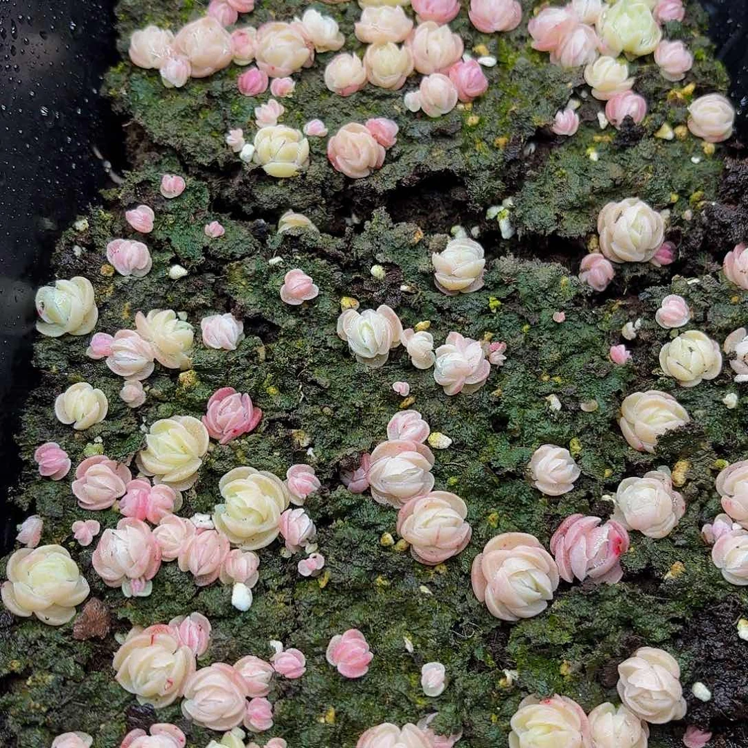 默多肉植物多肉植物731