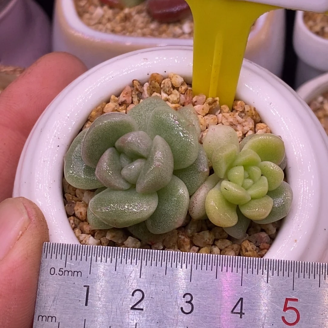 5147冰玉锦双色锦多肉