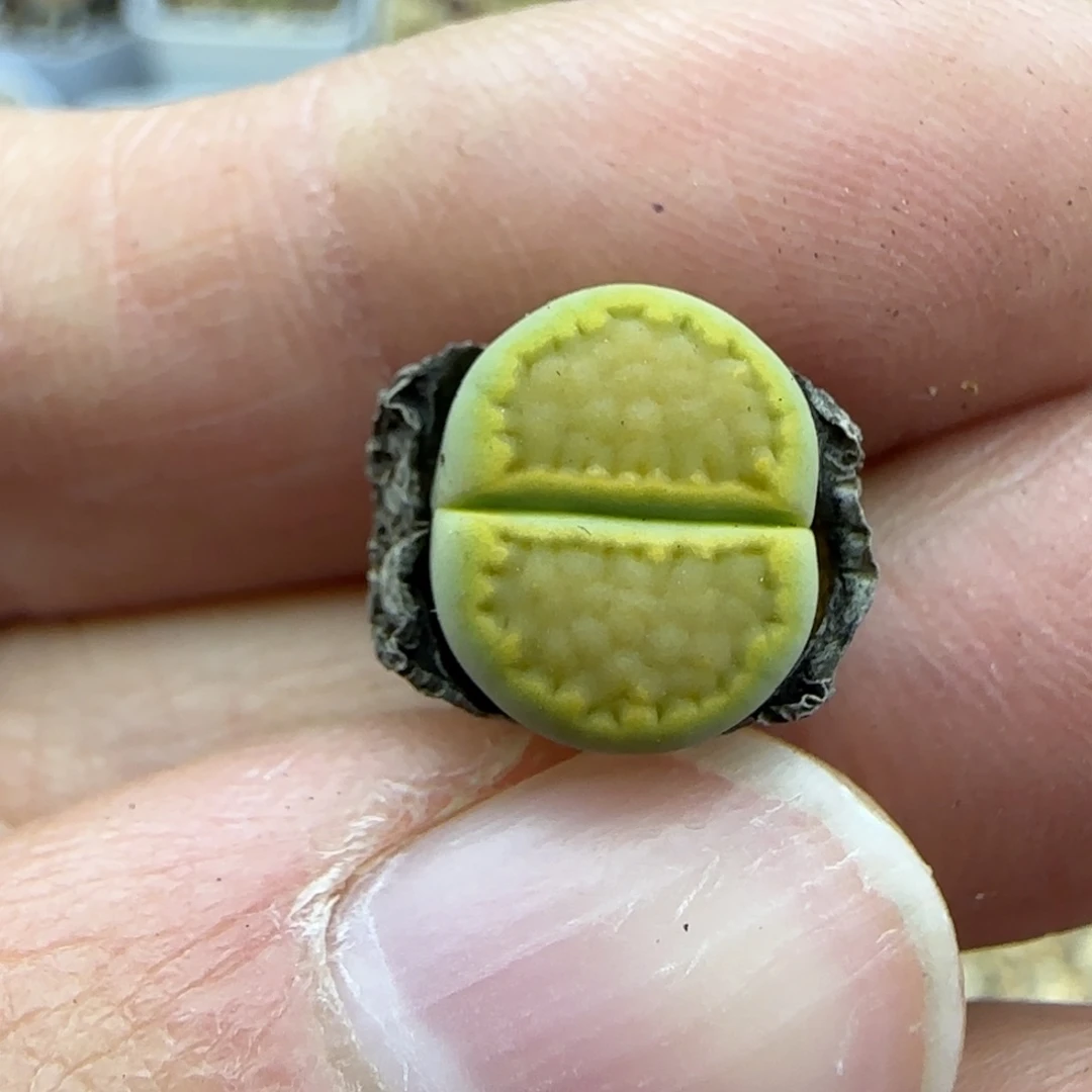 542全净窗黄巴黎清框福利30包邮