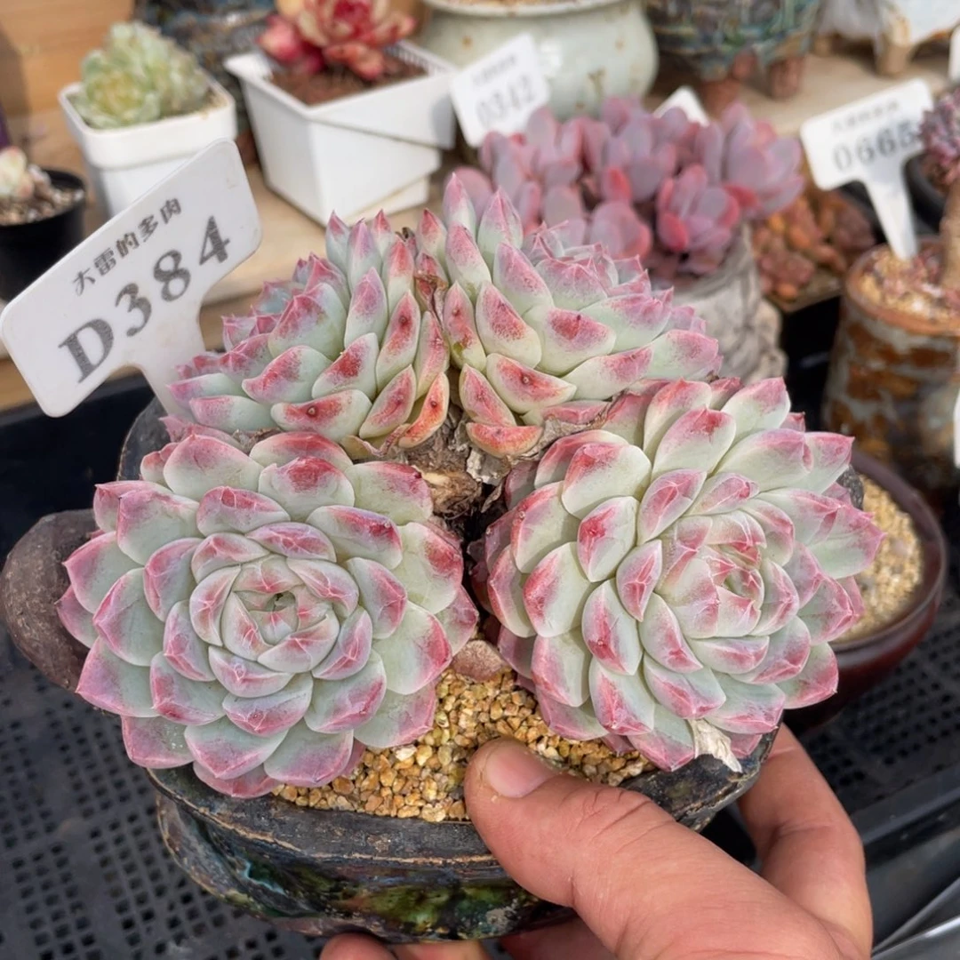 384不认识不带盆14厘米