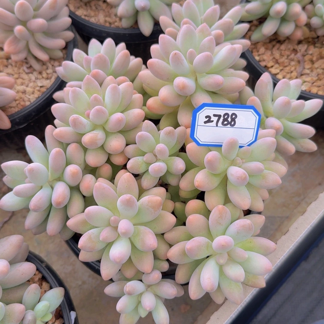 2788粉色恋人凡艺多肉