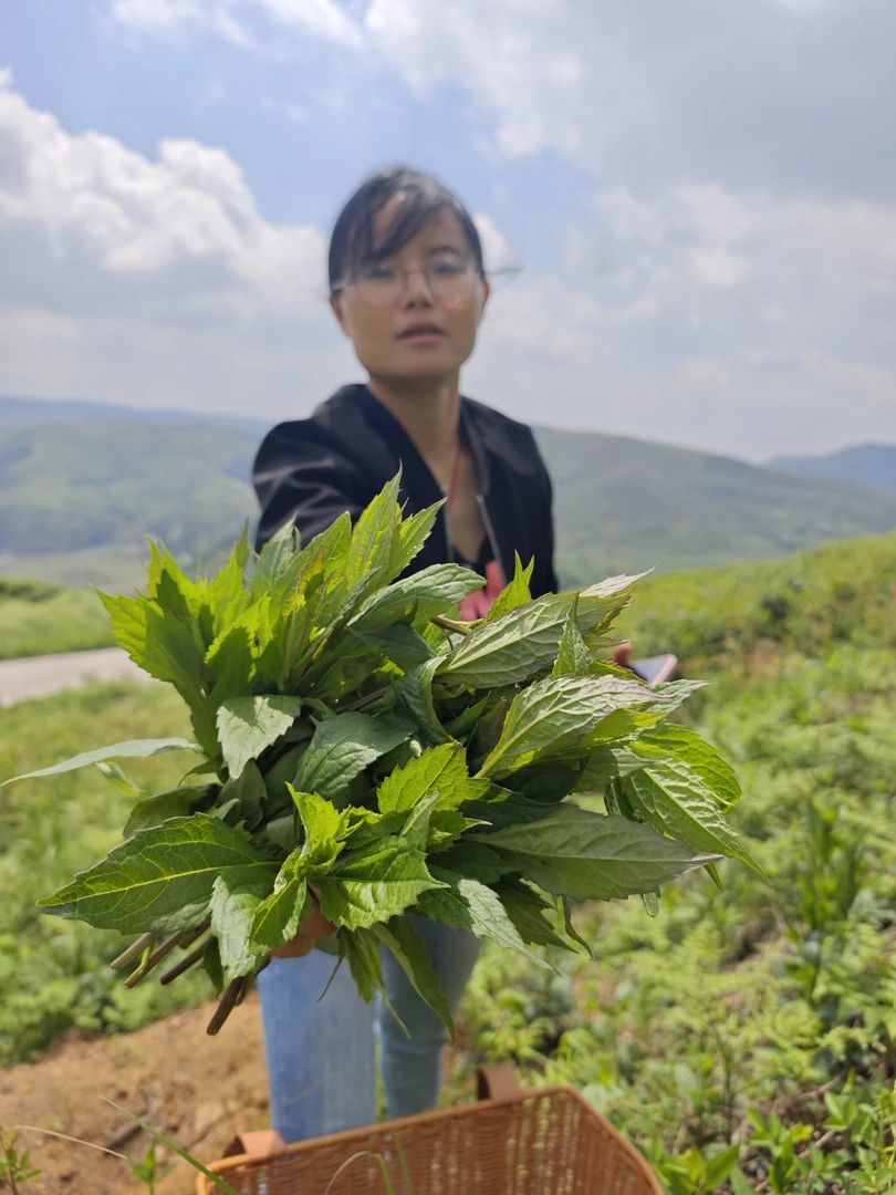 贵州高山生态柴胡