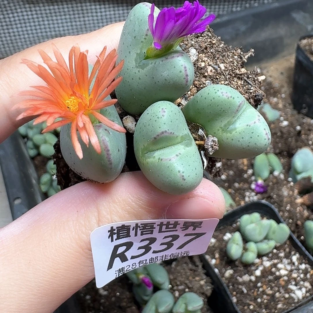 多肉植物的人啊哈哈f