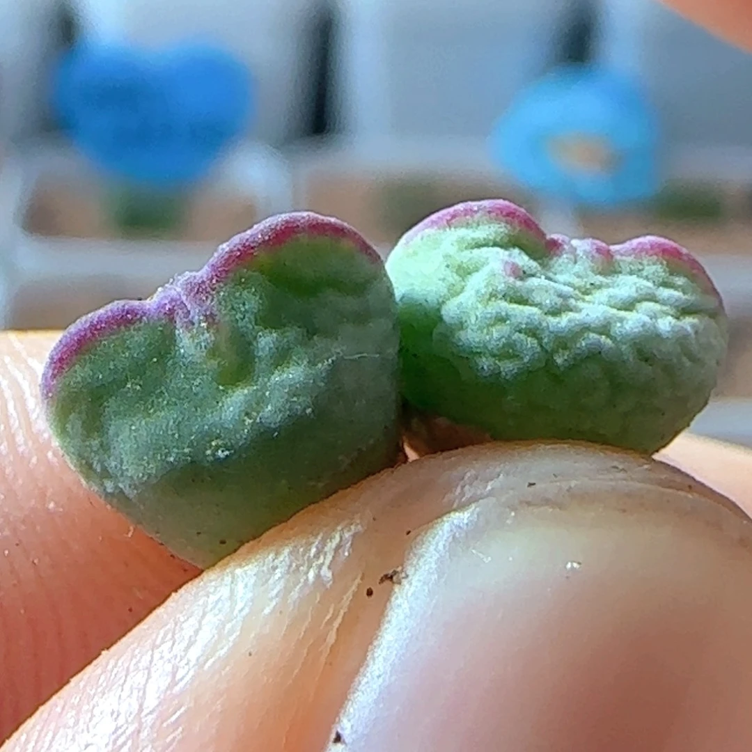 5.30.10/小心心将杂/尺寸小