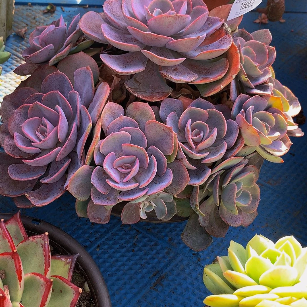 义***姐尘埃玫瑰16062多肉多肉