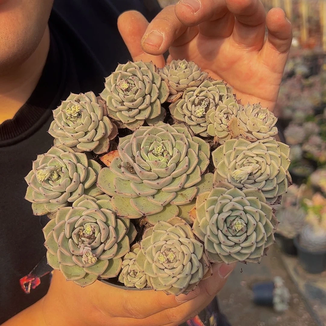 沙罗姬牡丹手捧带盆土