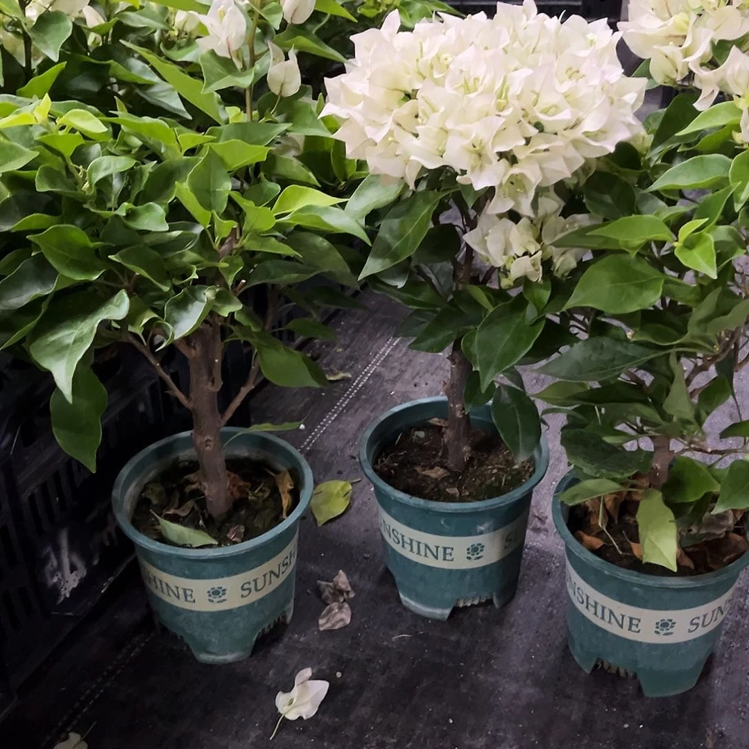 当前无花栽培后可以开花维拉白掌中宝一颗