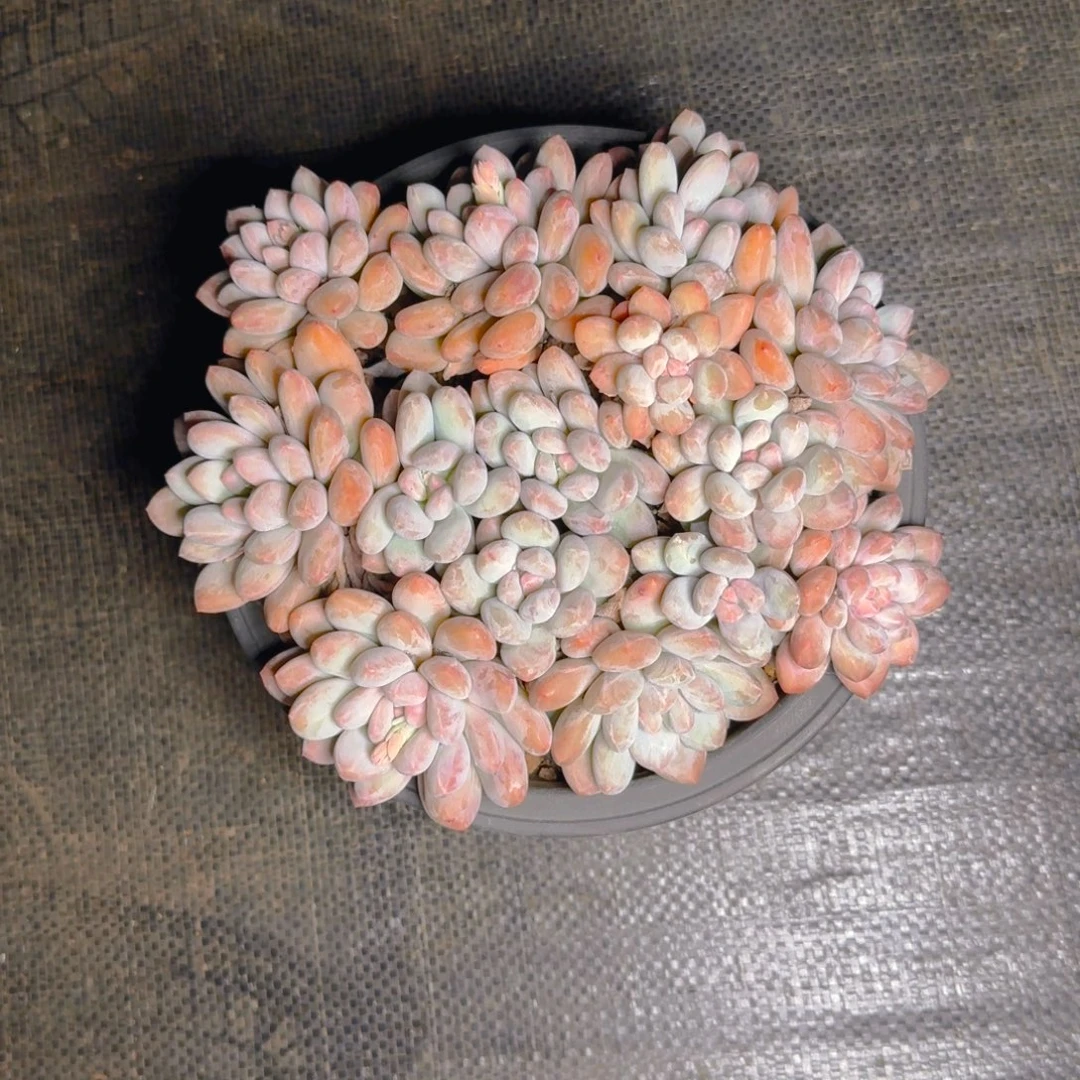 香水多肉福利晚上111111111