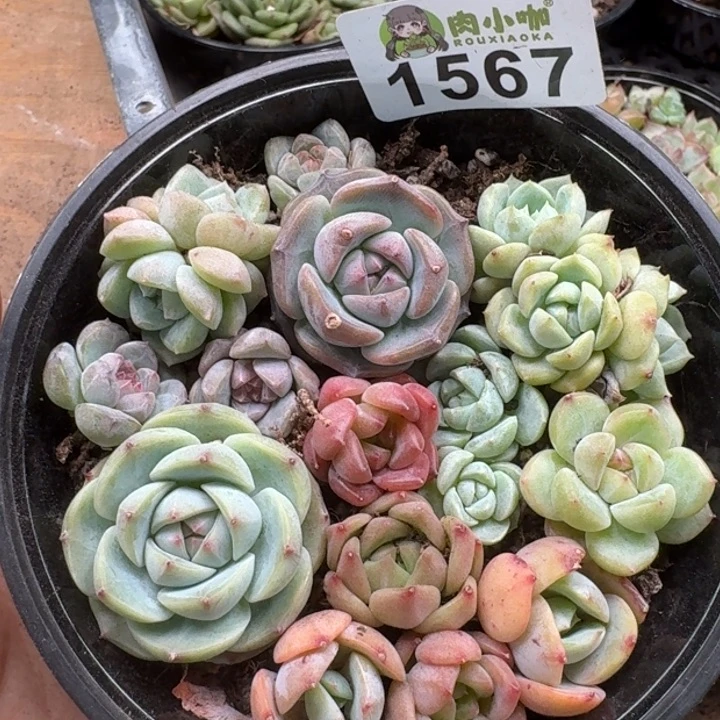 无花朵多肉植物多肉植物