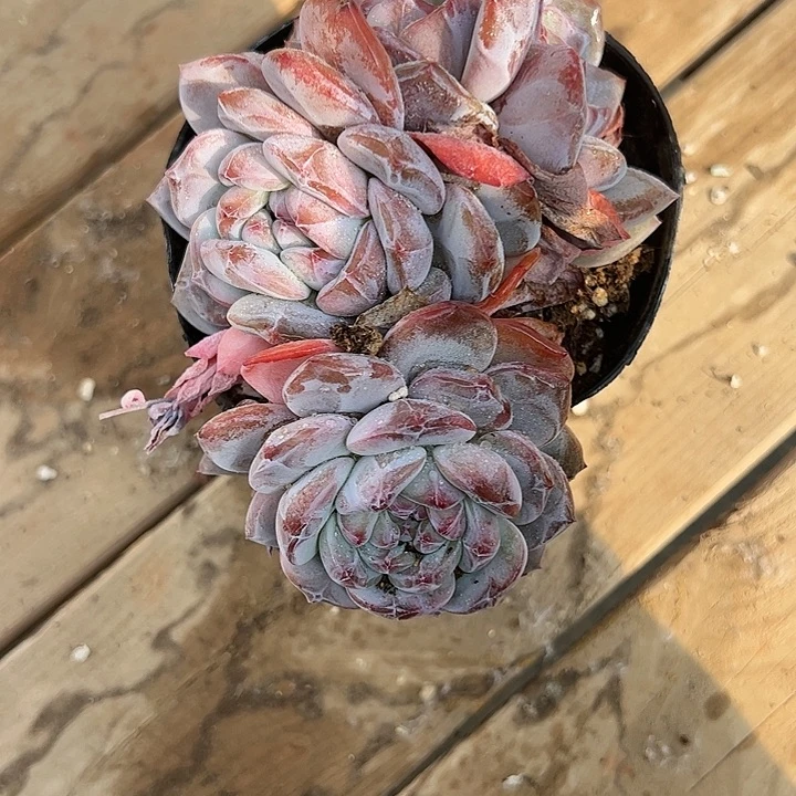 【闪购商品】4头星影