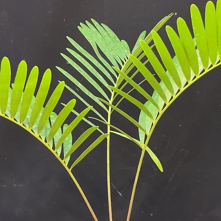 做****潮流植物潮流植物