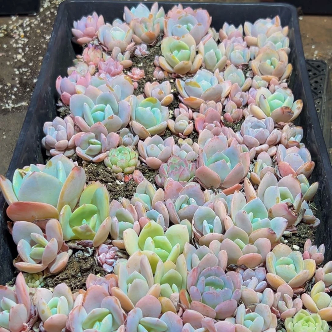 569多肉的小龙虾和小龙虾