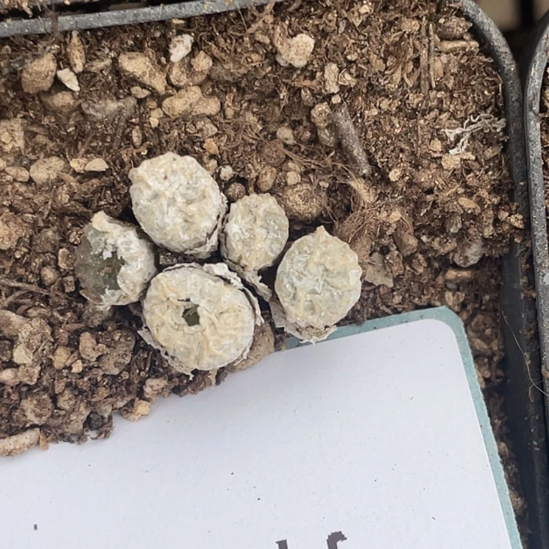 A***i25-98肉锥多肉植物