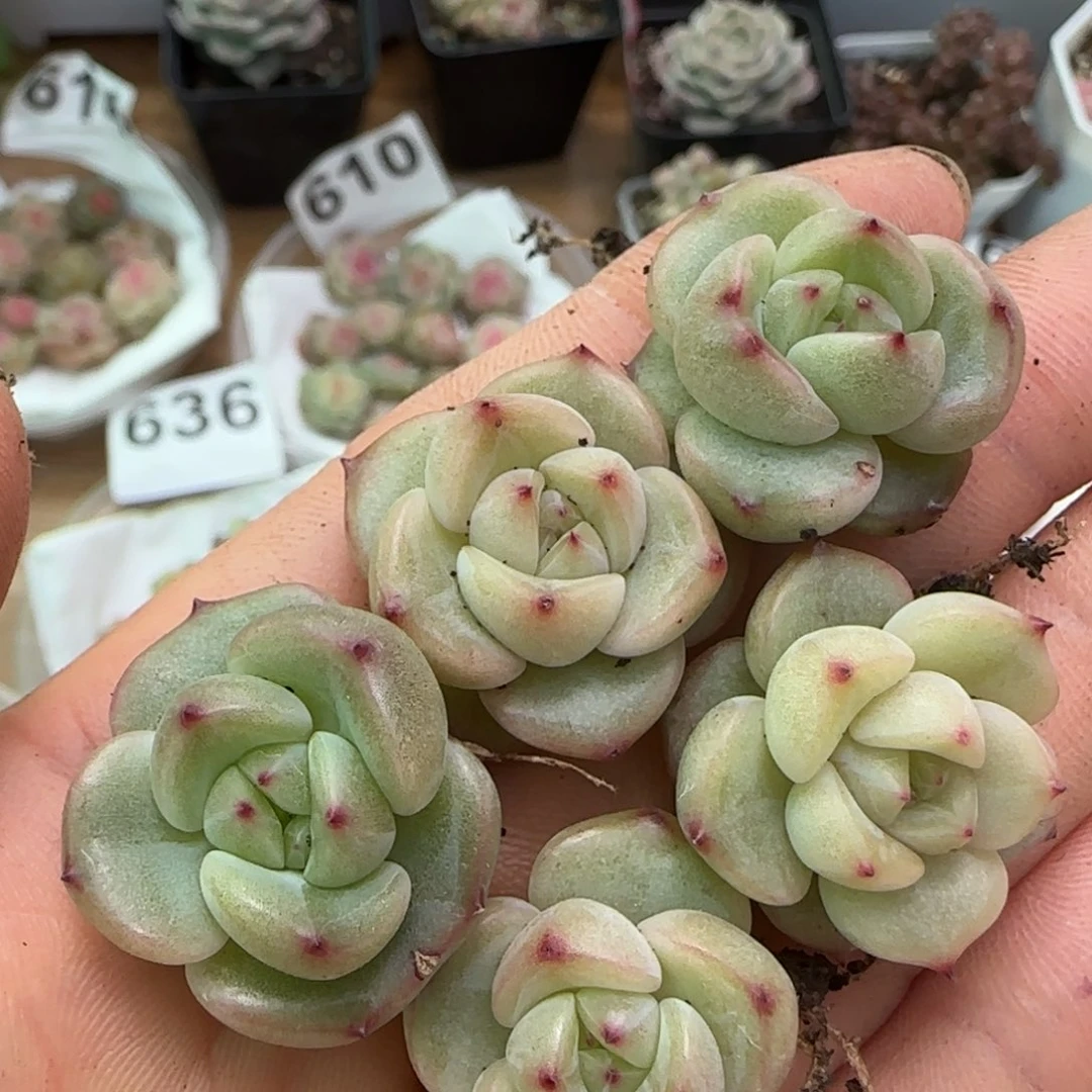 660号T08珍妮一盒