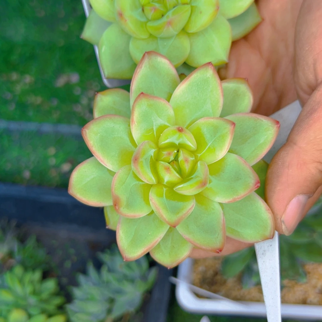 大****✿美人11111111111