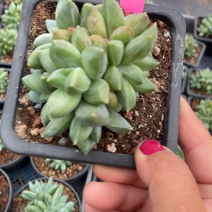 重楼多肉植物群生174
