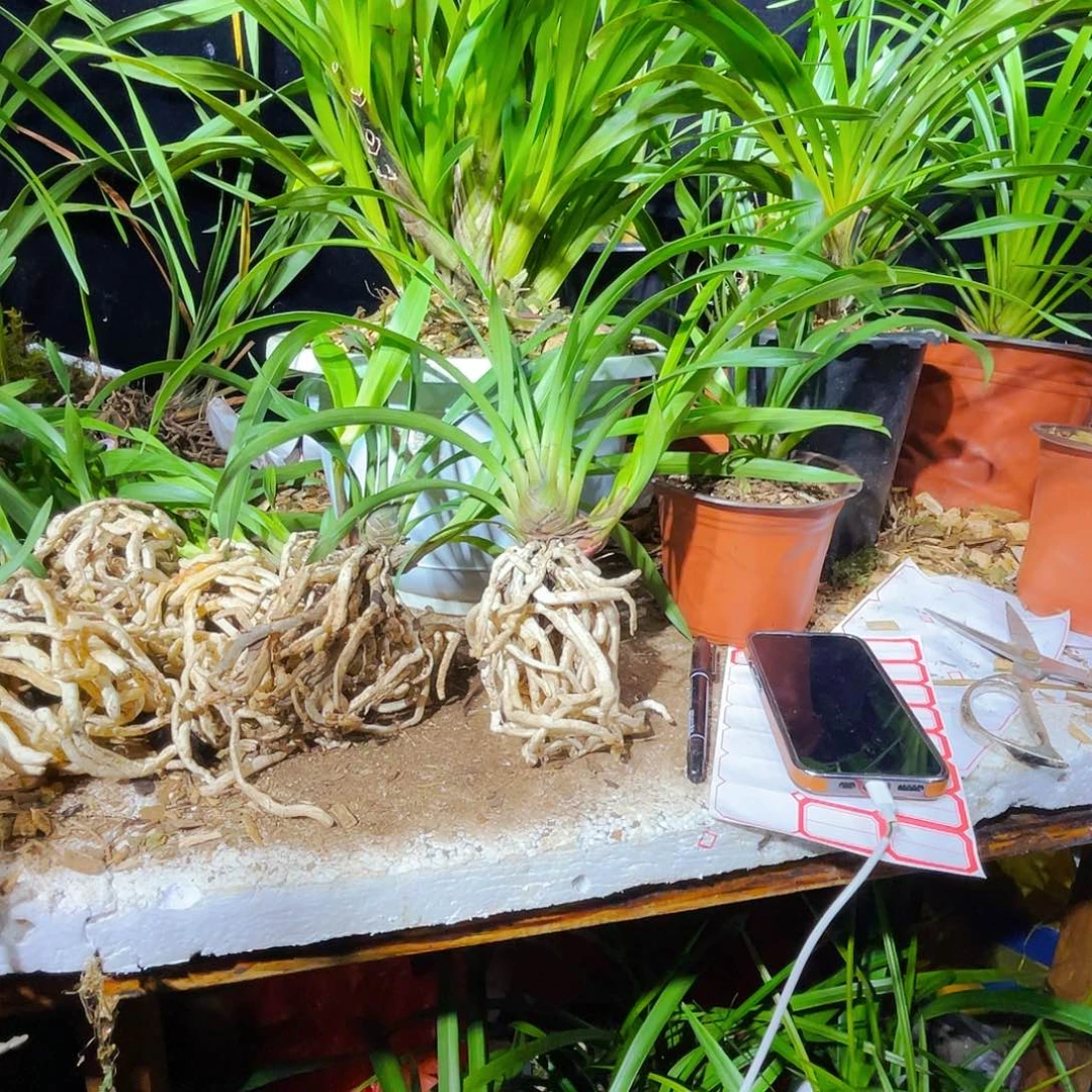 无花朵开花结果了吧我也想你了啊