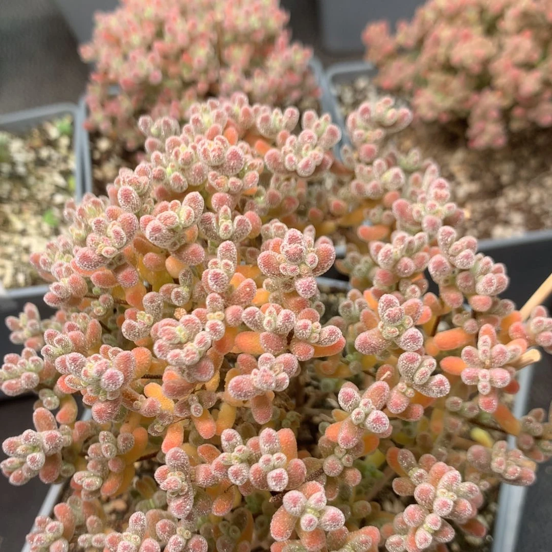 c470冰晶枝干番杏