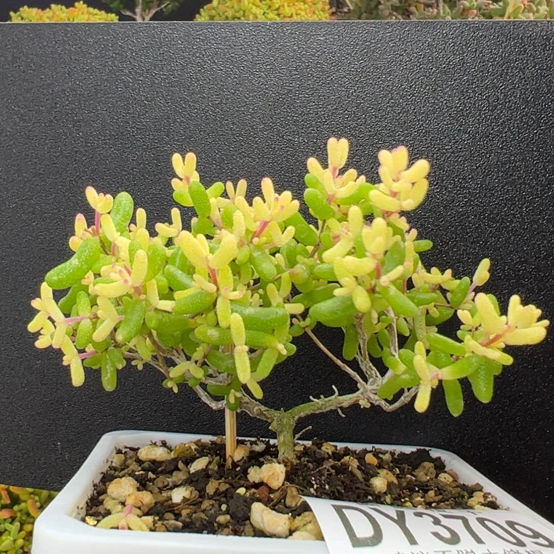 dy3709直杆大双叉糖球黄化锦冠幅8.5cm