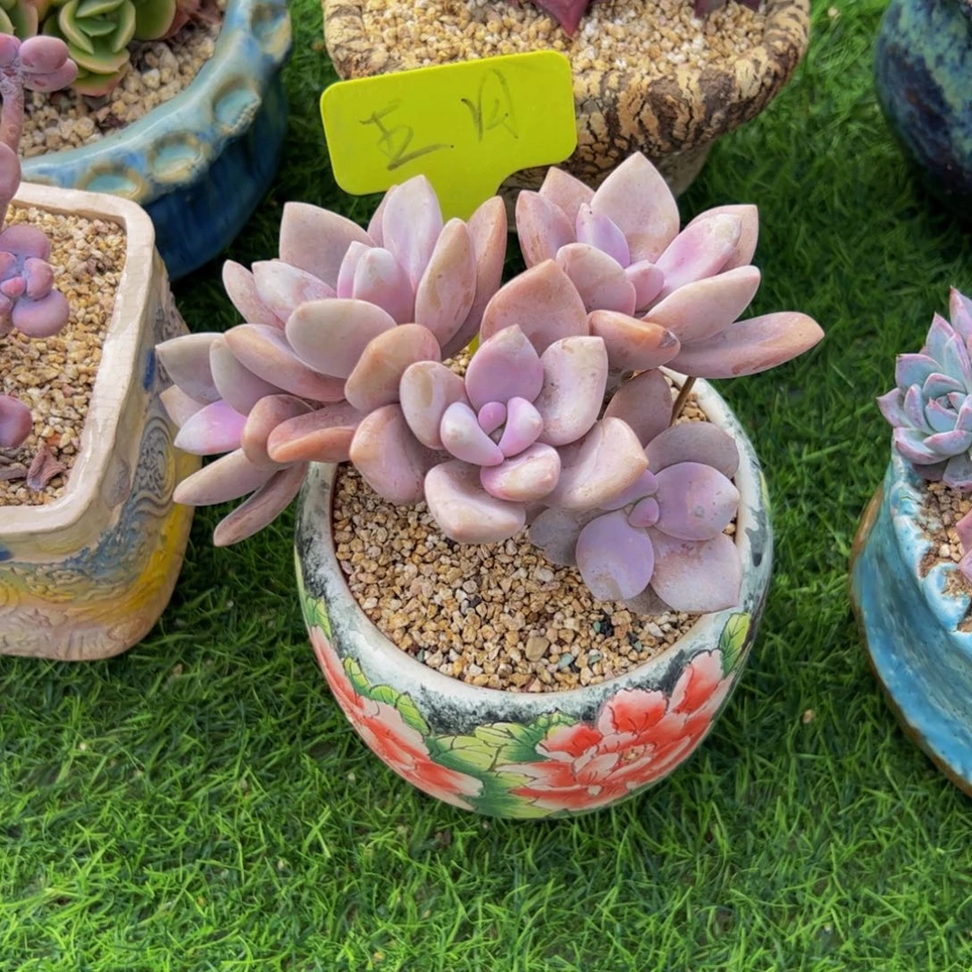 田***圈桃霜小老桩多肉植物