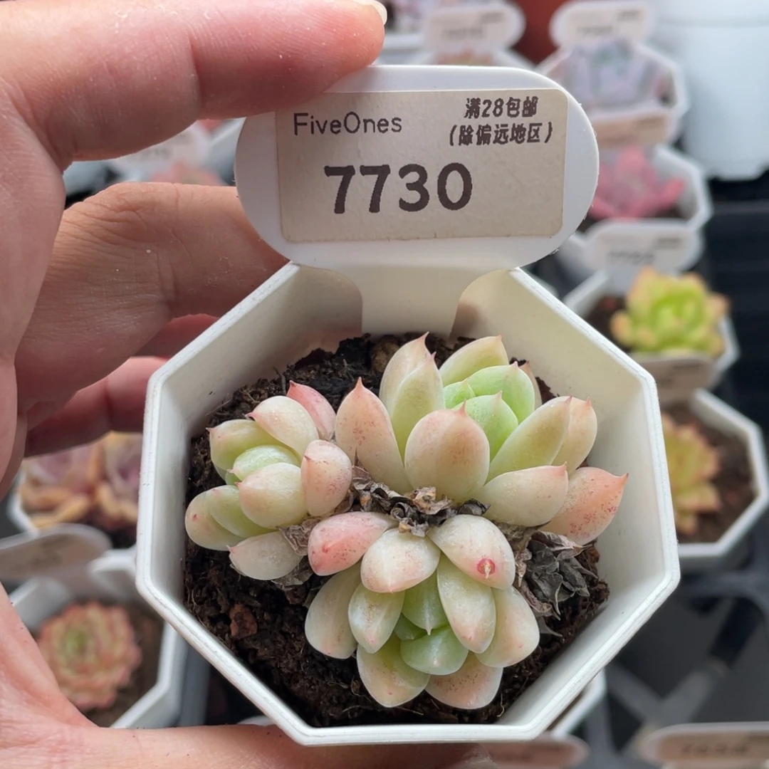 西施7730-5.5厘米