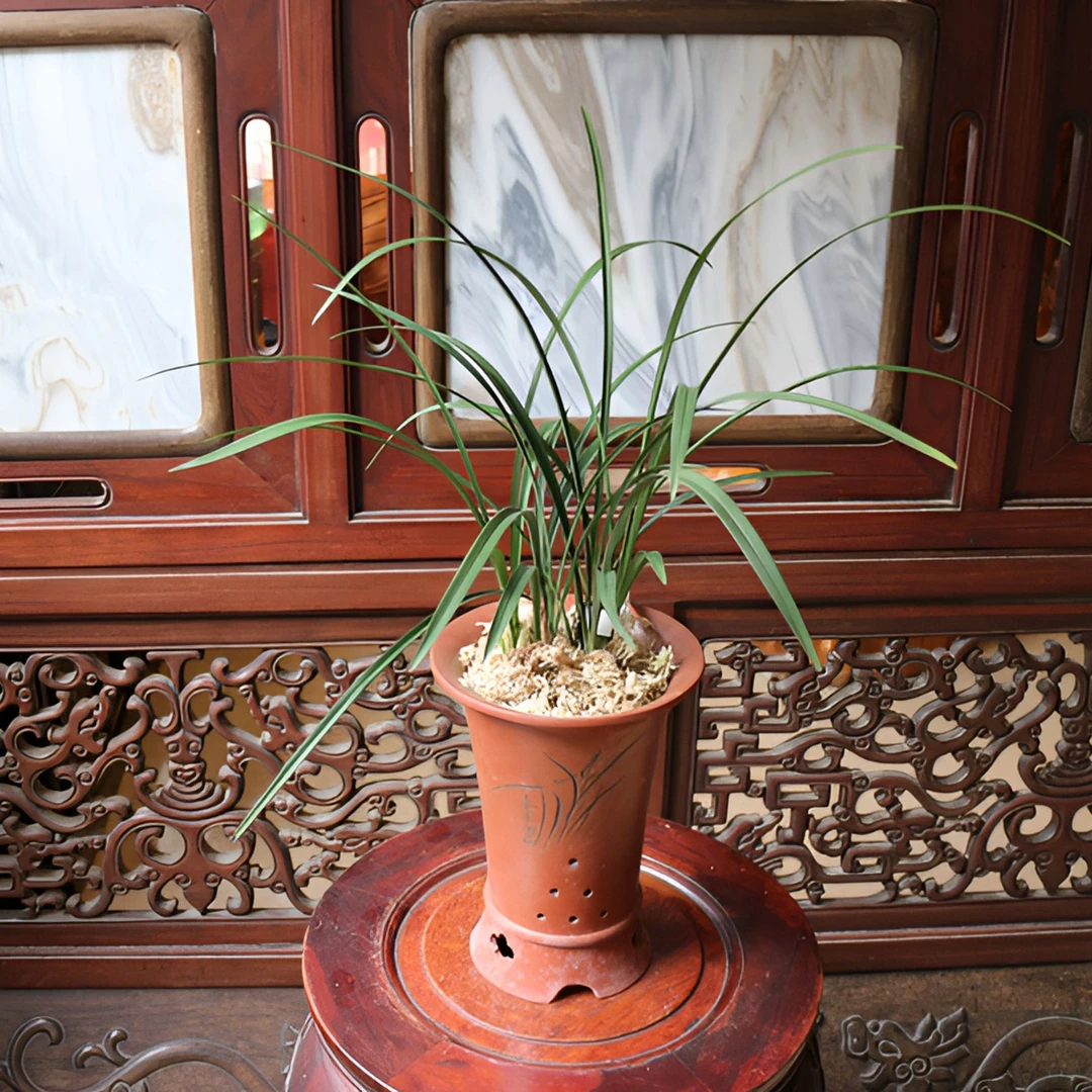 浓香型【红龙字】春兰室内美观花卉绿植四季兰花