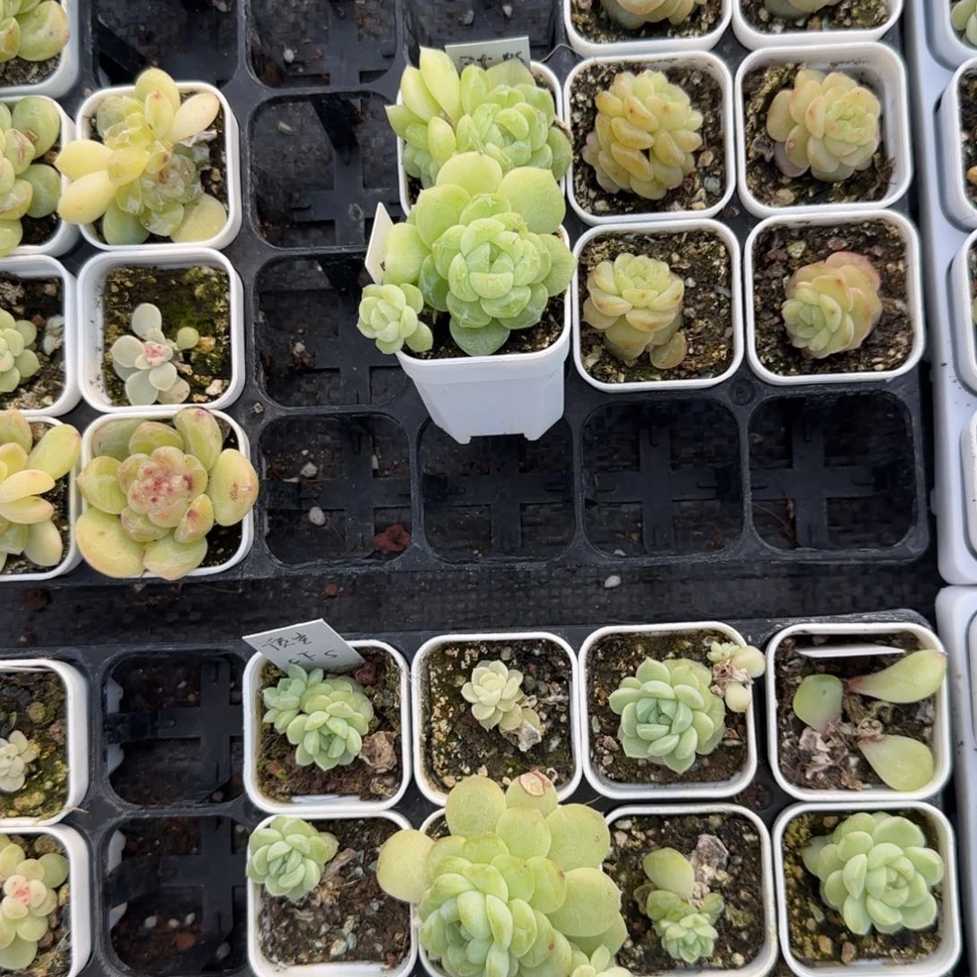 M***uPts 三头盆6床一个满25包邮