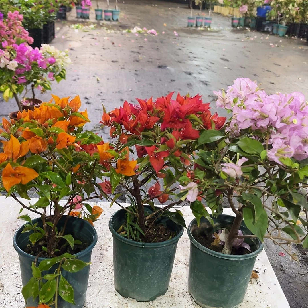 大部分花苞少量开放橙桑巴，紫桑巴，丽娜