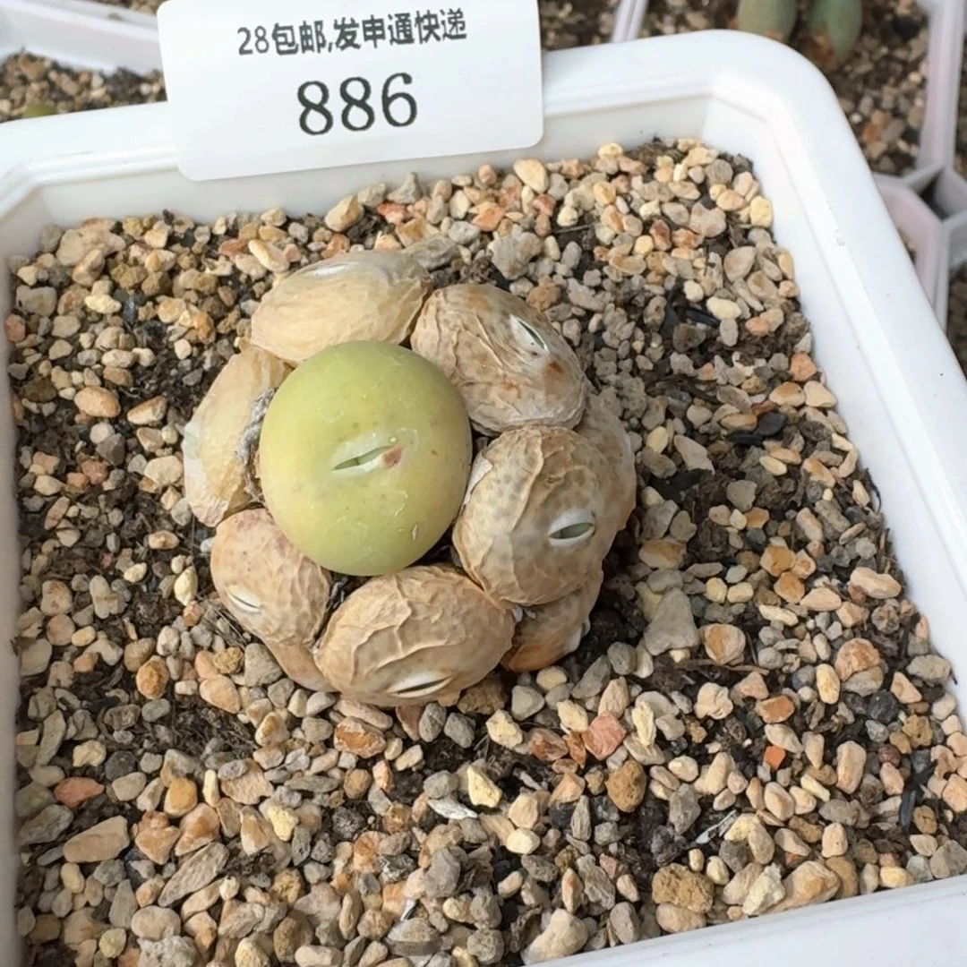 886。  12头白花大G。