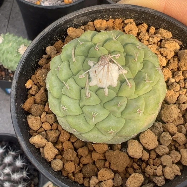 实生菊水仙人球仙人球仙人球