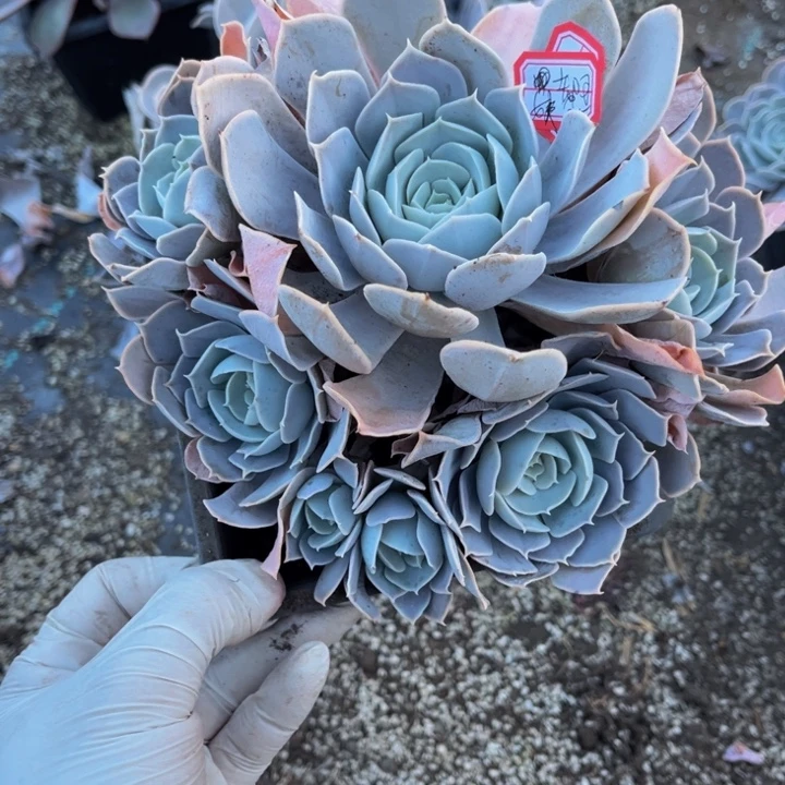 ****姨圣卡洛斯一颗小群生140盆