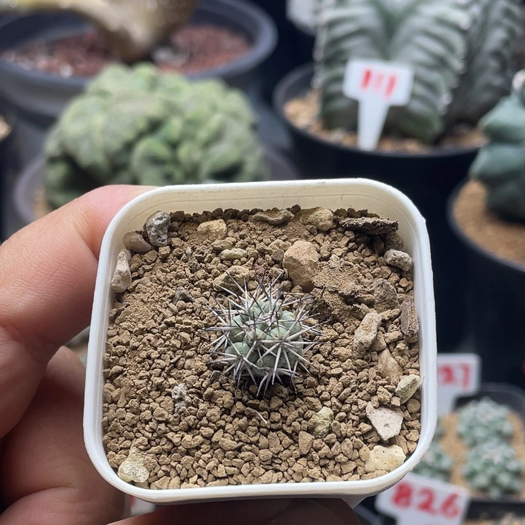 大玉帝王丸仙人球 包邮