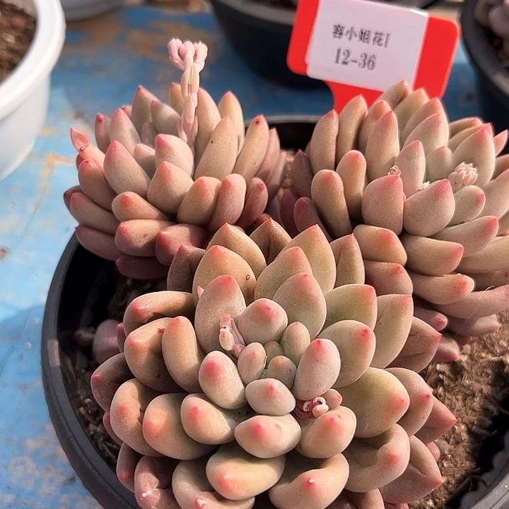 12.36雨技美人一个