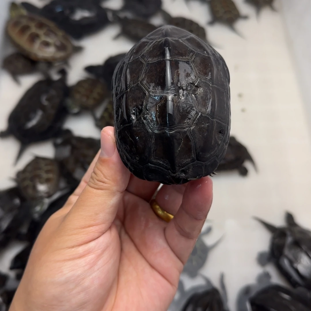 绿毛龟公苏北小墨龟