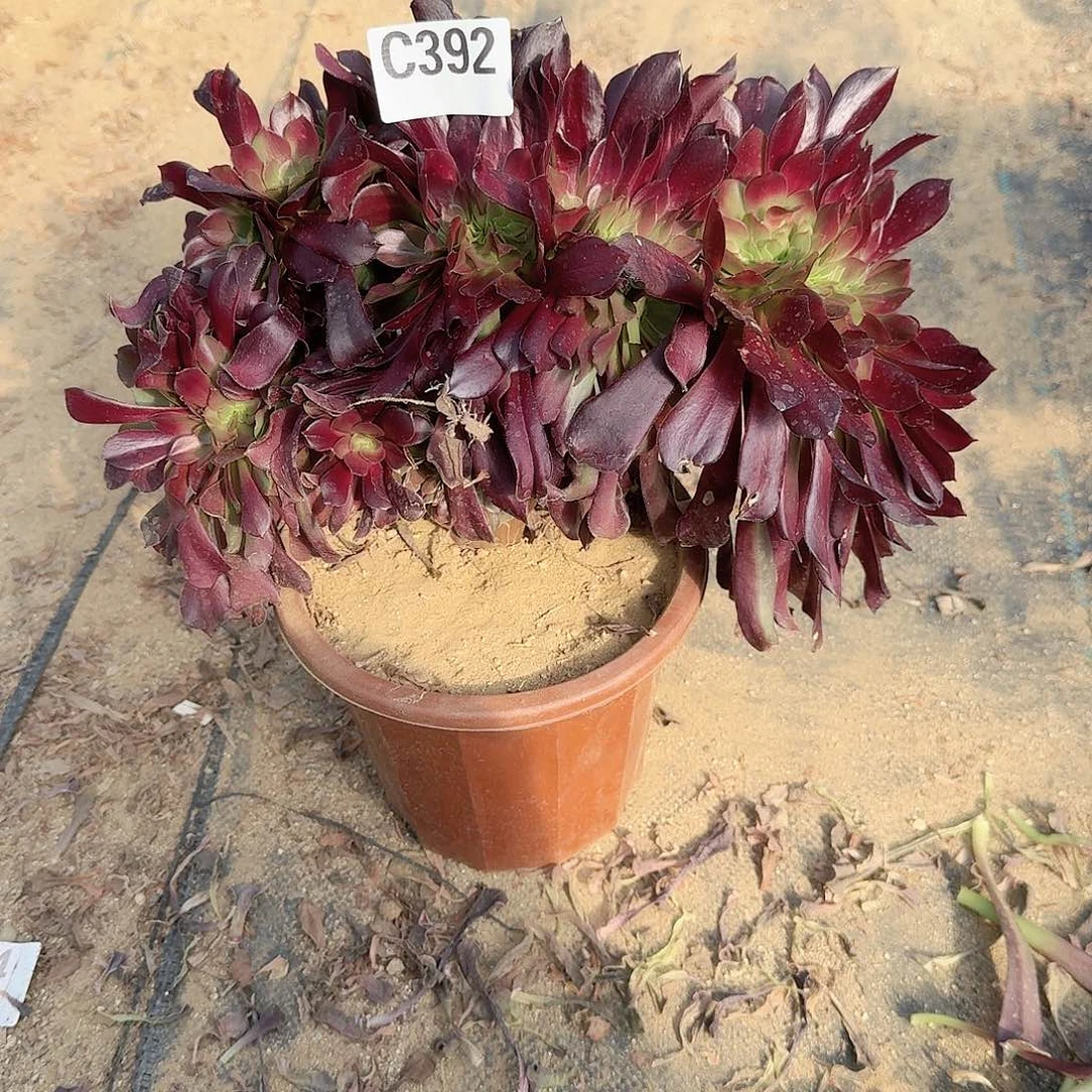 392欧紫一颗呀呀