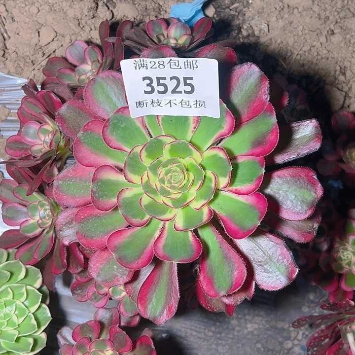 无花朵3525冰淇淋多肉植物2号