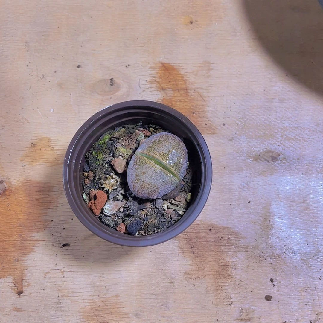 雾*纱000000000000048