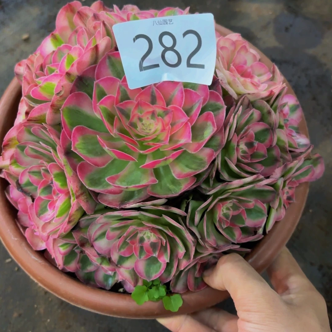 282多肉植物倾城特价