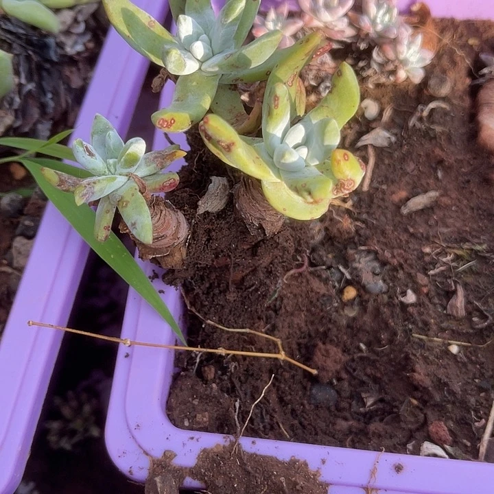 仙女杯系列多肉植物