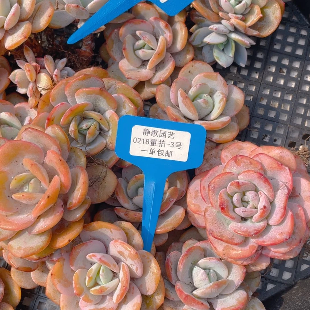 0218-3-韩版奶茶超大福利一颗