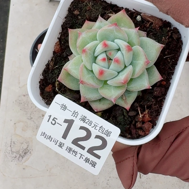 白拉糖无盆土无盆土发货多