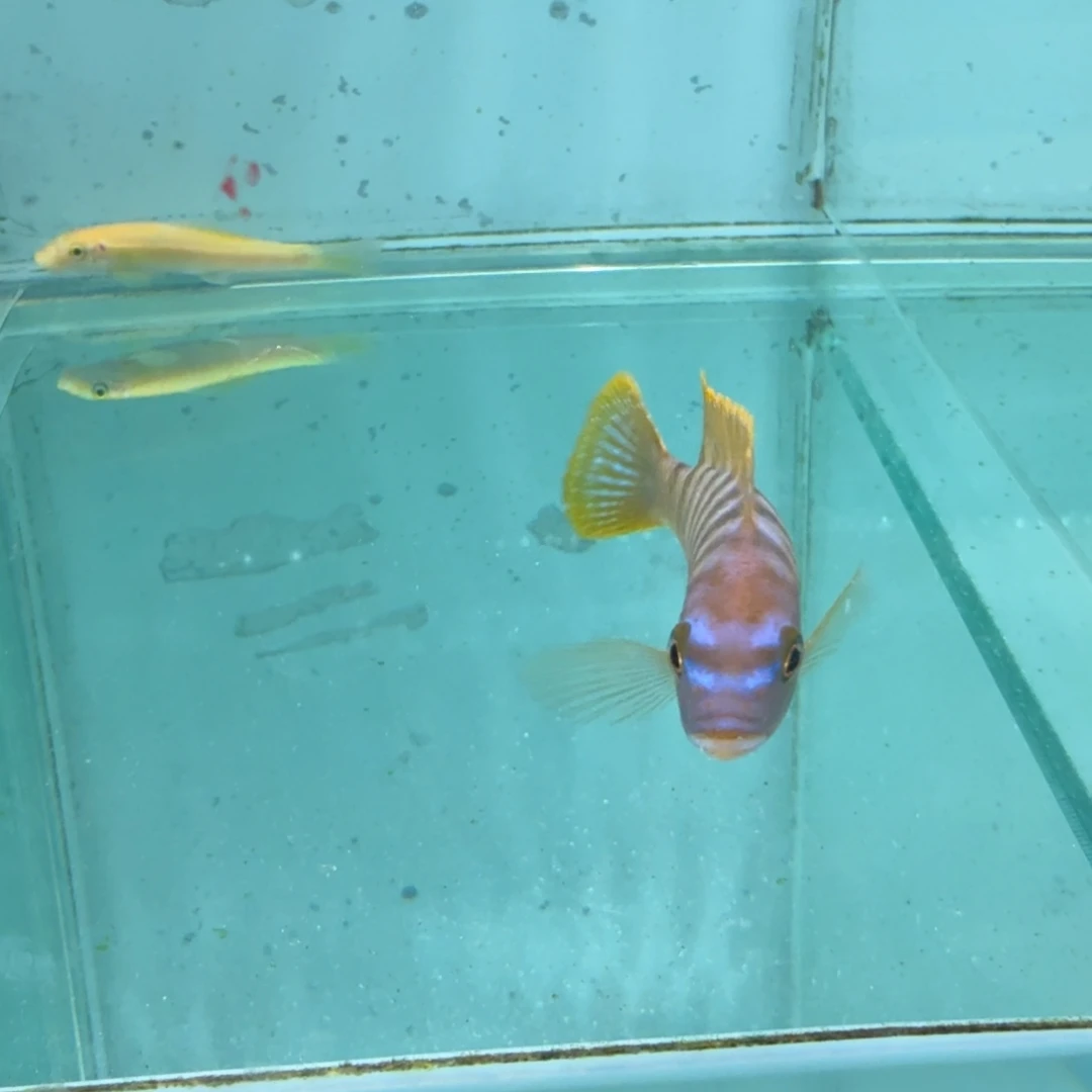 慈鲷BB斑马1077。