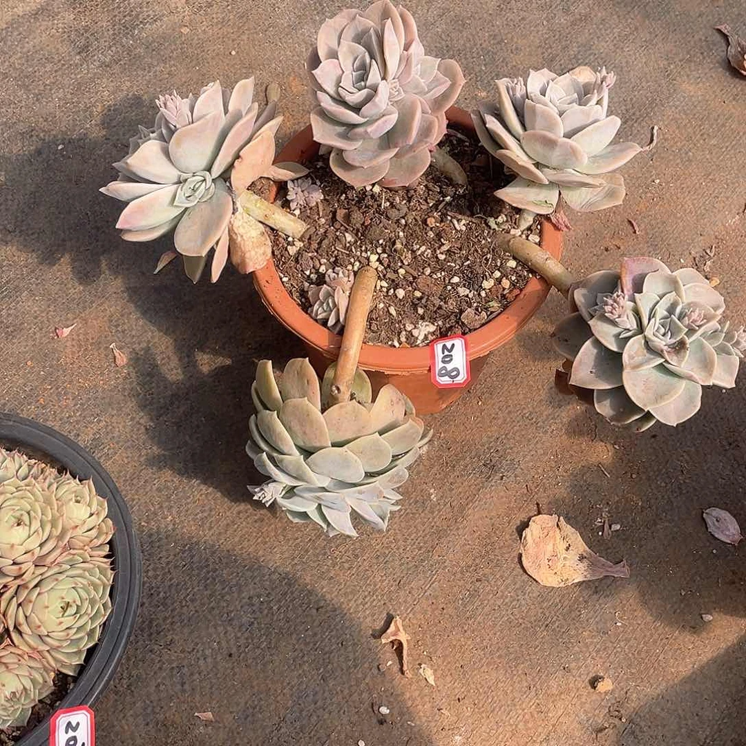 208散群 一物一拍多肉