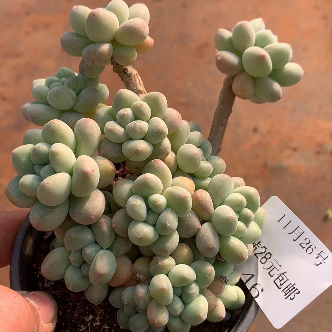 【闪购商品】云46号泡温泉