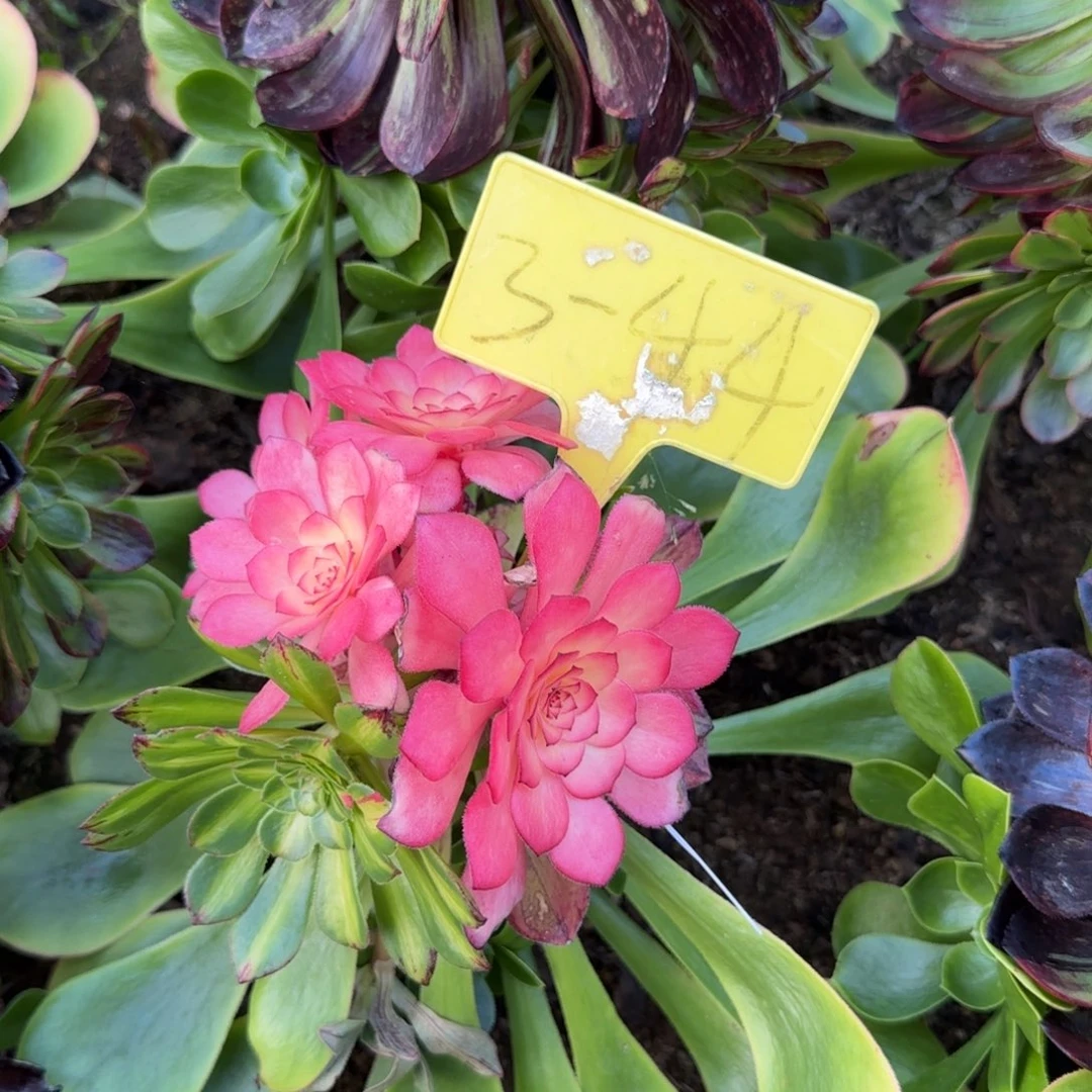 3-44--+多头多肉植物