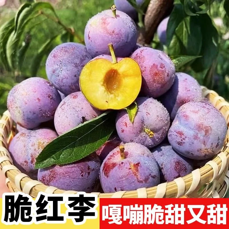 【次日达】正宗五月脆凤凰李子果园现摘脆甜多汁新鲜水果5斤四川省